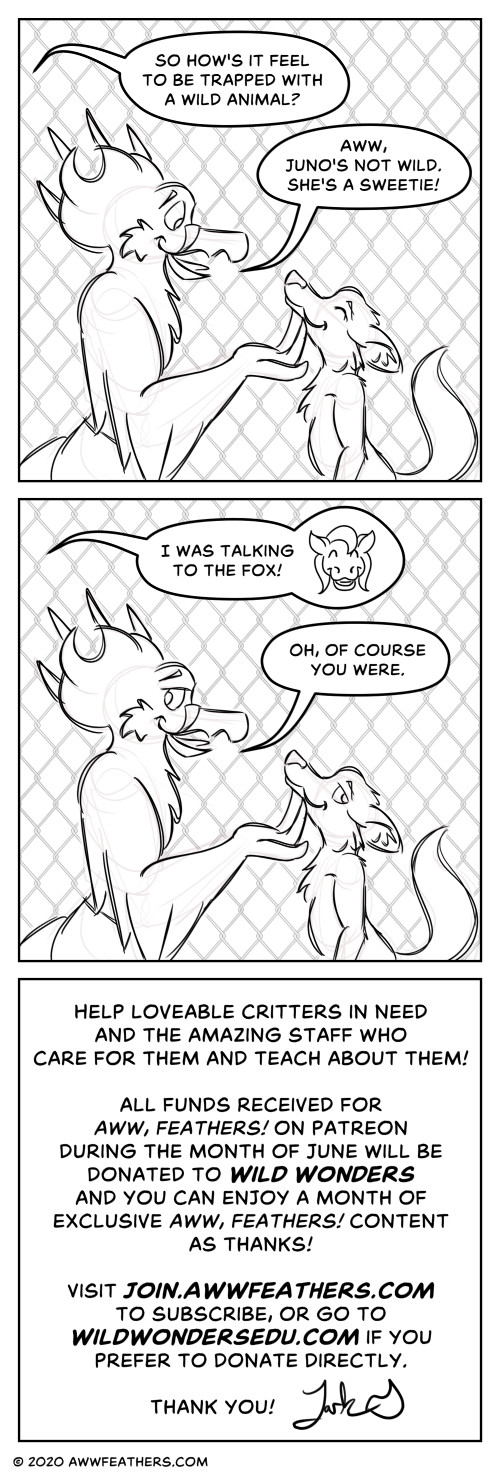 Lark sits inside a large chain-link enclosure with an animal fox who looks pleased while Lark scratches it under the chin. From off panel, Maiara says, "So how's it feel to be trapped with a wild animal?" Lark smiles down at the fox and says, "Aww, Juno's not wild. She's a sweetie!" Maiara says, "I was talking to the fox!" and a small picture of her grinning face appears by her words. Lark smirks as he glances back at her and says, "Oh, of course you were." The fox smirks as well. The last panel says, "Help loveable critters in need and the amazing staff who care for them and teach about them! All funds received for Aww, Feathers! on Patreon during the month of June will be donated to Wild Wonders and you can enjoy a month of exclusive Aww, Feathers! content as thanks! Visit join.awwfeathers.com to subscribe, or go to wildwondersedu.com if you prefer to donate directly. Thank you! Lark."